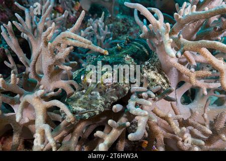 Beauforts crocodilefish, Cymbacephalus beauforti, Raja Ampat, West Papua, Indonesia Stock Photo