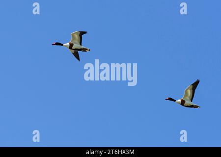 two shelducks (Tadorna tadorna) in flight, Eiderstedt Peninsula, Schleswig-Holstein Wadden Sea National Park, Germany, Schleswig-Holstein, North Sea Coast Stock Photo