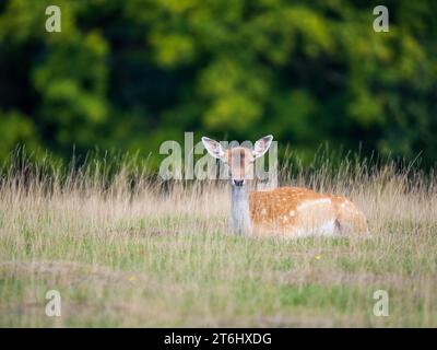 Fellow Deer Hind in a Meadow Stock Photo