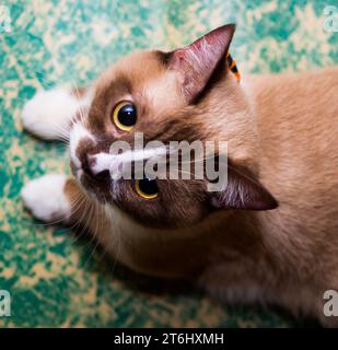 Spotted munchkin with short legs lies on the floor, top view Stock Photo