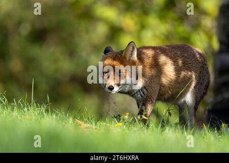 the red fox in autumn shades Stock Photo