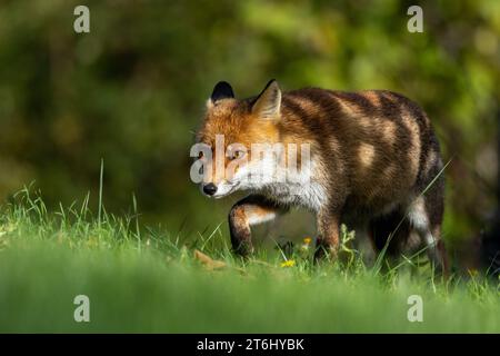 the red fox in autumn shades Stock Photo