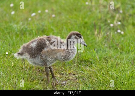 Egyptian goose chick (Alopochen aegyptiaca), Eiderstedt Peninsula ...