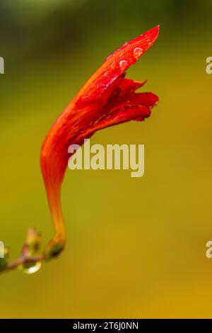 Montbretia - Crocosmia Lucifer (firey stars), flowers of garden montbretia 'Lucifer' with dewdrops, closeup. Stock Photo