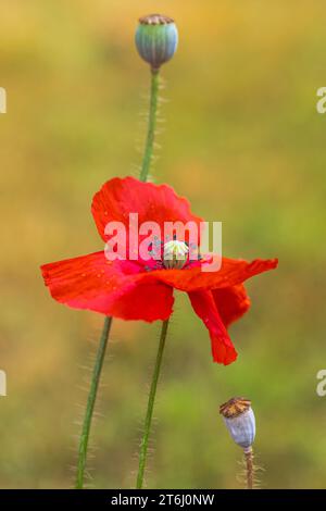 Opium poppy (Papaver somniferum) in the garden Stock Photo