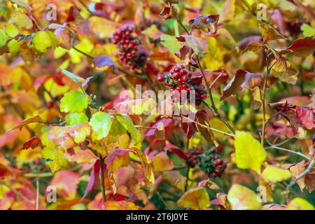 The fruit of the Fragrant Sumac, alson known as the Rhus trilobata. The fruit is edible and tastes kind of tarty like a Lime. This fruit can be made i Stock Photo