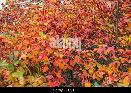 The fruit of the Fragrant Sumac, alson known as the Rhus trilobata. The fruit is edible and tastes kind of tarty like a Lime. This fruit can be made i Stock Photo