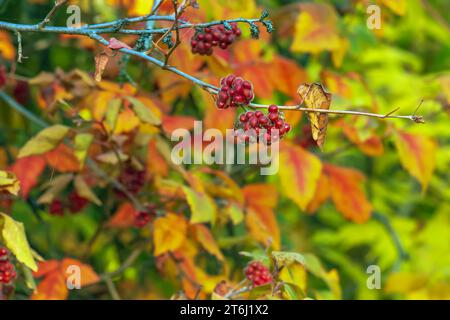The fruit of the Fragrant Sumac, alson known as the Rhus trilobata. The fruit is edible and tastes kind of tarty like a Lime. This fruit can be made i Stock Photo