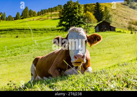 Cows on the mountain pasture, Fröstlberg in Raurisertal, Rauris, Pinzgau, Salzburger Land, Austria Stock Photo
