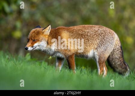 the red fox in autumn shades Stock Photo