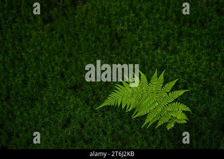 light green fern frond and dark green leaf stars of Widerton moss, France, Grand Est region, Vosges Mountains, Ballons des Vosges Regional Nature Park Stock Photo