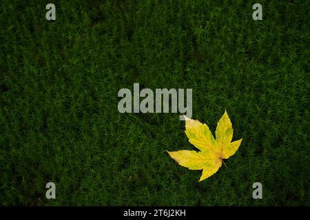 yellow colored maple leaf and dark green leaf stars of Widerton moss, France, Grand Est region, Vosges Mountains, Ballons des Vosges Regional Nature Park Stock Photo
