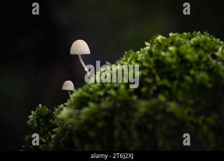 2 Tiny white Phloemana mushrooms growing from moss Stock Photo