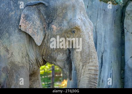 Germany, Baden-Wuerttemberg, Karlsruhe, Indian elephant in zoo. Stock Photo