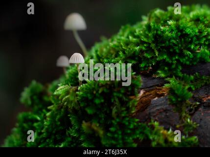 3 Tiny white Phloemana mushrooms growing from moss Stock Photo