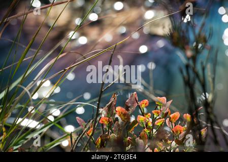 Autumn-coloured foliage of european blueberry (Vaccinium myrtillus) or blueberry and grasses in front of dark moor water, water surface with light Stock Photo