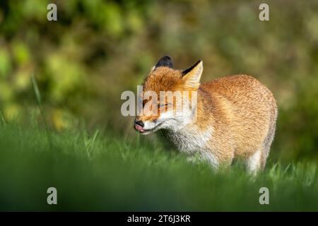 the red fox in autumn shades Stock Photo