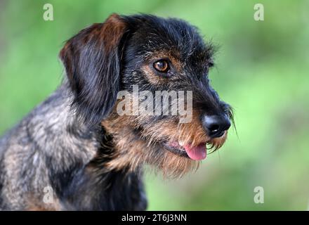 Rough-haired dachshund (Canis lupus familiaris), male, 2 years, animal portrait Stock Photo