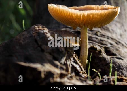 Common Stump Brittlestem Mushrooms heavy with rain Stock Photo