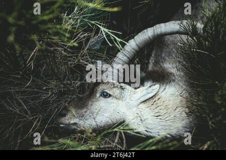 Hunted Iberian ibex, Gredos Ibex (Capra Pyrenaica Victoriae), Sierra de Gredos, Avila, Castilla y Leon, Spain Stock Photo