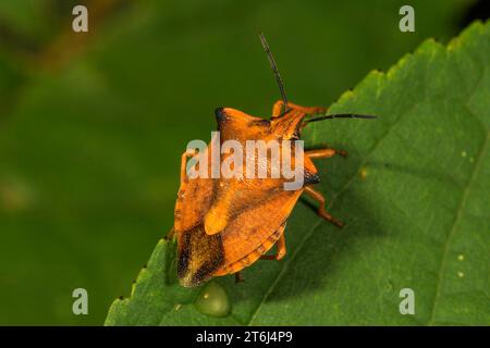 Northern fruit bug (Carpocoris fuscispinus) on a leaf, Baden-Wuerttemberg, Germany Stock Photo
