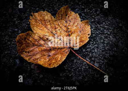A yellow-coloured maple (Acer) lying on the grey forest floor in autumn, Jena Thuringia, Germany Stock Photo