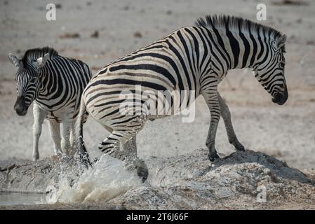 Plains Zebra (Equus burchelli), stallion leaving waterhole, Etosha National Park, Namibia Stock Photo