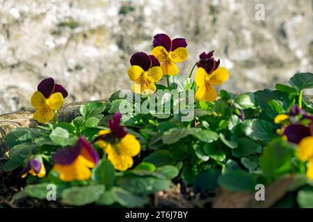 Yellow and purple violas Rocky Purple Wing  in large pot container November 2023 Wales UK Great Britain  KATHY DEWITT Stock Photo