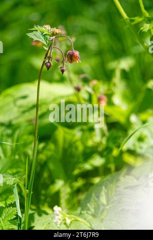 purple avens or water avens, Geum rivale Stock Photo