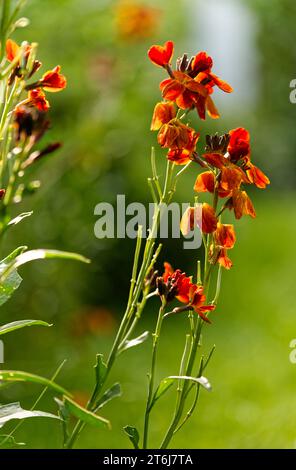 common wallflower, Erysimum cheiri Stock Photo