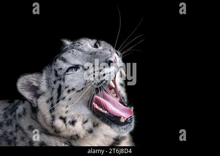 Young female snow leopard showing her teeth, with black background Stock Photo