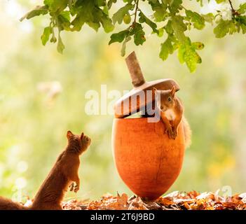 Red Squirrels with a giant acorn Stock Photo