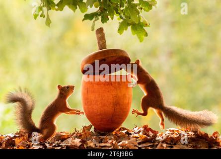 Red Squirrels with a giant acorn Stock Photo