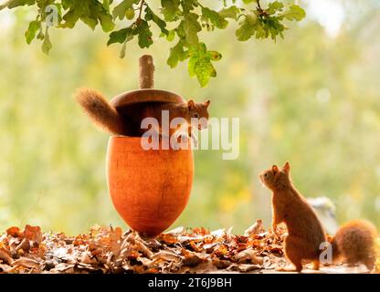 Red Squirrels with a giant acorn Stock Photo