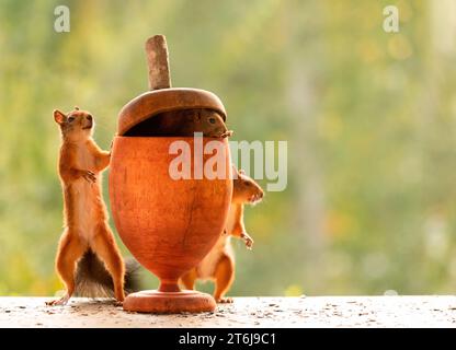 Red Squirrels with a giant acorn Stock Photo