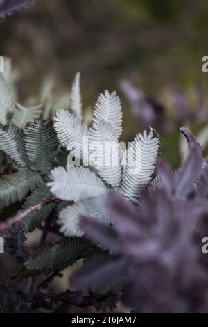 Close-up view of small grey leaves Stock Photo