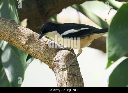 Tropical boubou or bell shrike, Tropenwürger, Laniarius major, bokorgébics, Victoria Falls, Zimbabwe, Africa Stock Photo