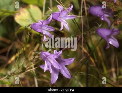 Close up Creeping Bellflower (Campanula rapunculoides) wildflower purple blossoms growing in the Chippewa National Forest, northern Minnesota USA Stock Photo
