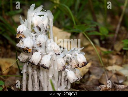 Close up of Indian Pipe Plant (Monotropa uniflora) white in color and growing in the Chippewa National Forest, northern Minnesota USA Stock Photo