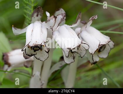 Close up of Indian Pipe Plant (Monotropa uniflora) white in color and growing in the Chippewa National Forest, northern Minnesota USA Stock Photo