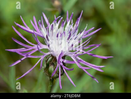 Close up Spotted Knapweed (Centaurea stoebe) wildflower purple blossoms growing in the Chippewa National Forest, northern Minnesota USA Stock Photo