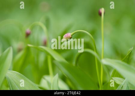 Alpine leek (Allium victorialis) in summer Carpathian mountains, Ukraine Stock Photo