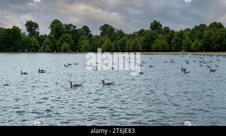 Flock of ducks all swim in the same direction - Round Pond Kensington Gardens, London, UK Stock Photo