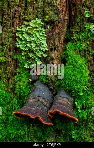 Oak Curtain Crust, Hymenochaete rubiginosa Stock Photo