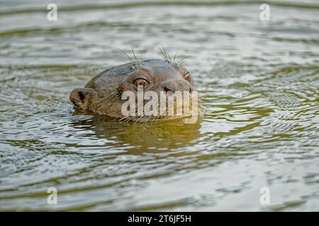 Giant Otter, Madre de Dios, Peru Stock Photo