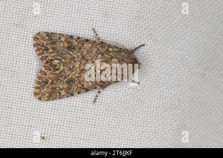 Closeup of the nutmeg moth, Anarta trifolii on the window curtain. Stock Photo