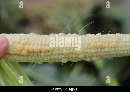 Corn cob with low number of kernels through poor pollination. Stock Photo