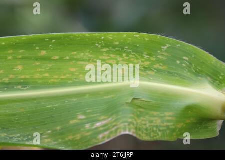 Orange corn rust fungus on leaf of cornstalk. Fungus control, plant ...