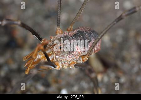 Close up of a Common Harvestman (Phalangium opilio) also known as brown harvestman and daddy longlegs) is a species of harvestman belonging to the fam Stock Photo