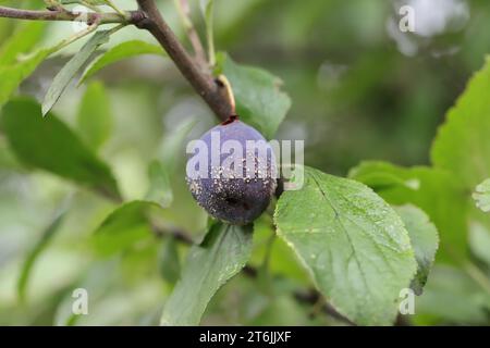 Moldy plums on tree, infected with fungal disease monilinia fructicola or brown rot. Blurred background. Stock Photo